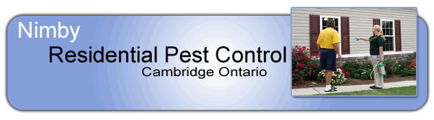 Residential Pest Control Toronto and Pest Identification